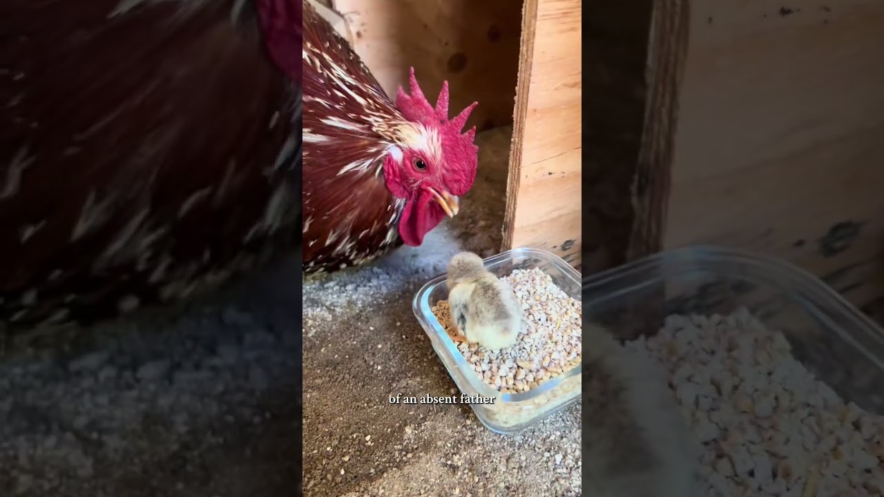 Gentleman Roosters Are Truly Valuable 🐓