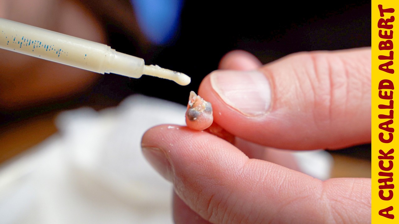 Tiny Bird and Its Smallest Eggs 🥚