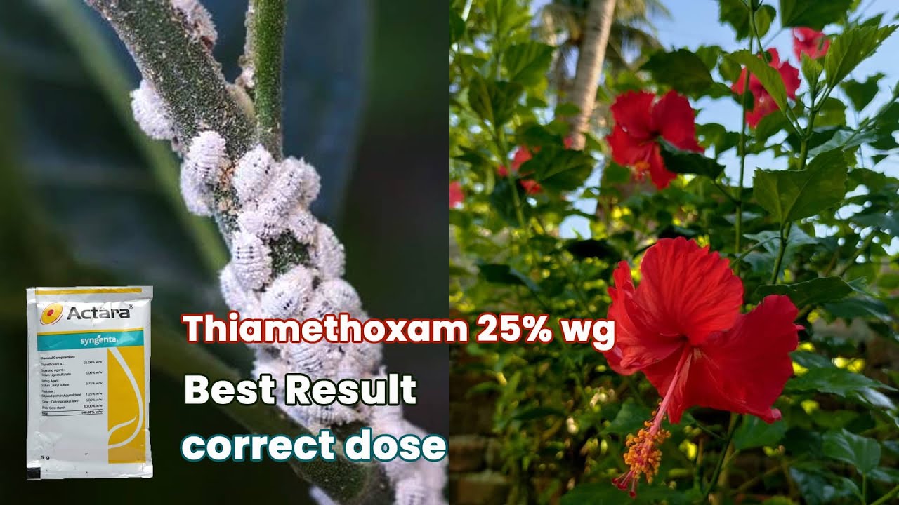 Top Insecticide for Plants: Actara Sygneta (Thiamethoxam 25%)
