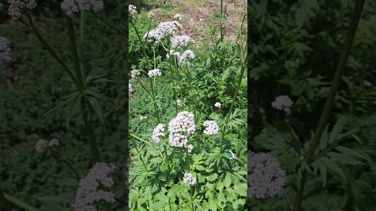 Valerian Tincture: Natural Sleep Aid 🌿