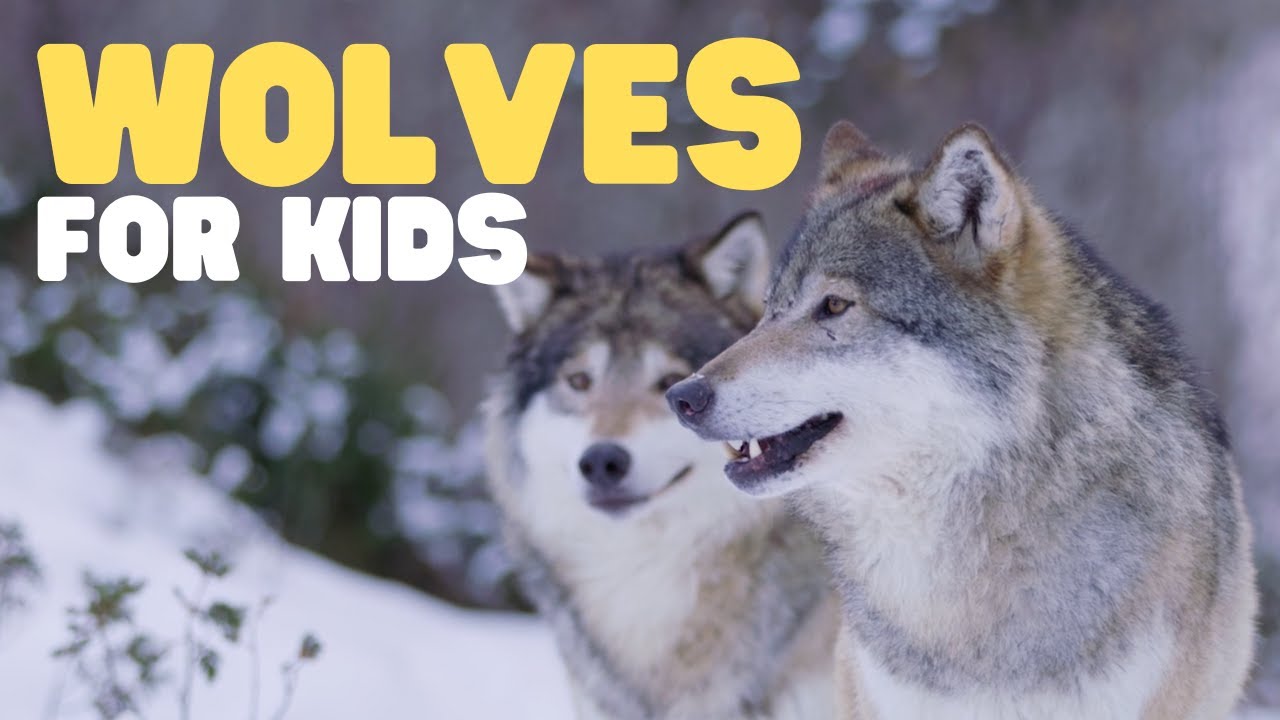 Wolves for Kids 🐺 Fun Facts About This Unique Mammal