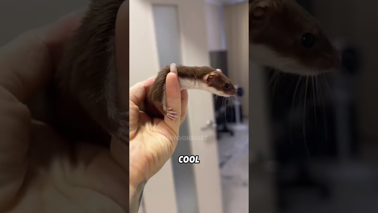 Adorable and Agile Weasel: The Tiny Acrobat of the Animal World 🦥