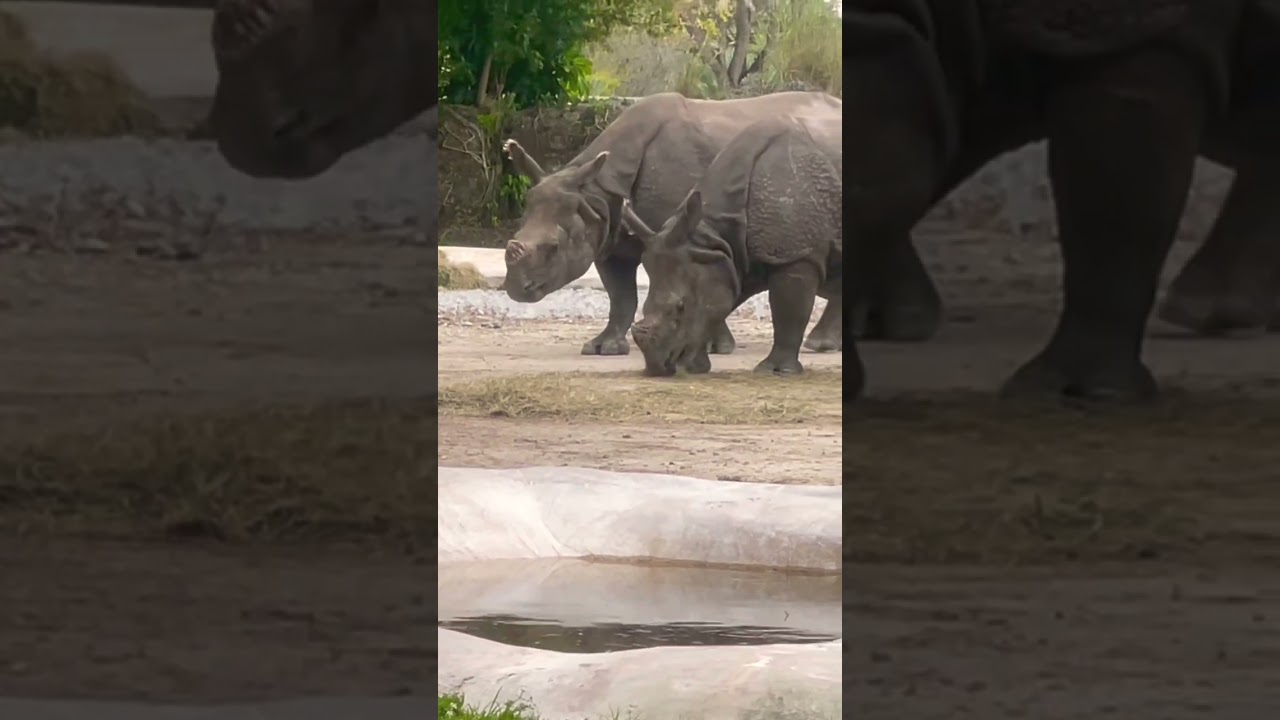 El Reino Animal se Relaja 🦁