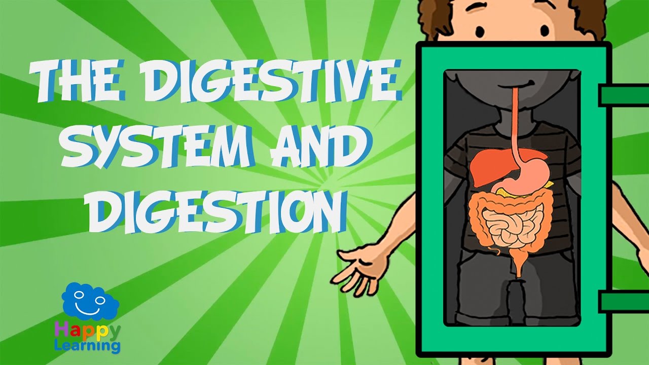 Digestive System & Digestion for Kids 🍎