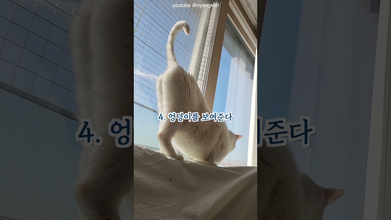 고양이가 집사를 사랑하는 7가지 증거 🐾