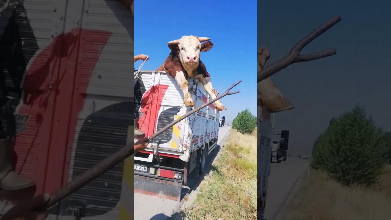 Dana Kamyon Kasasından Atladı 🚛