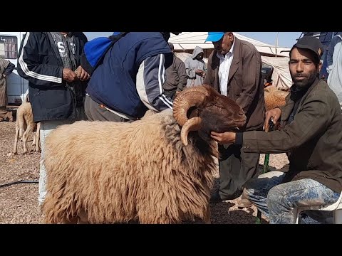 الإثنين الحاجب أثمنة خرفان العيد 30/05/2022 أجي تعرف تمن حولي العيد