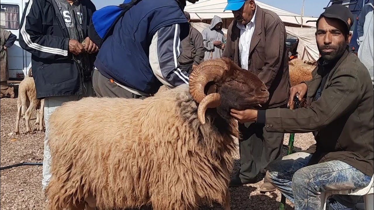 أسعار خرفان عيد الأضحى 2022: تعرف على أسعار الأضاحي قبل العيد 🐑