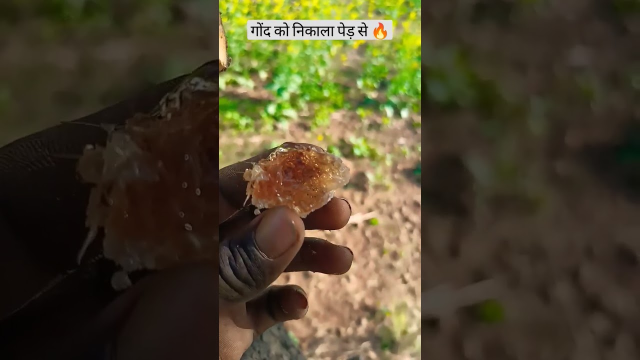 गोंद निकालते पेड़ से 🔥 | Vijay Patel Vlogs