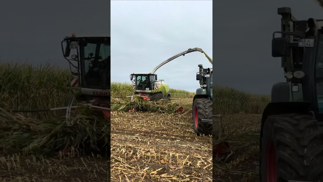 Vorfreude auf die Maisernte 2025 🚜🌽