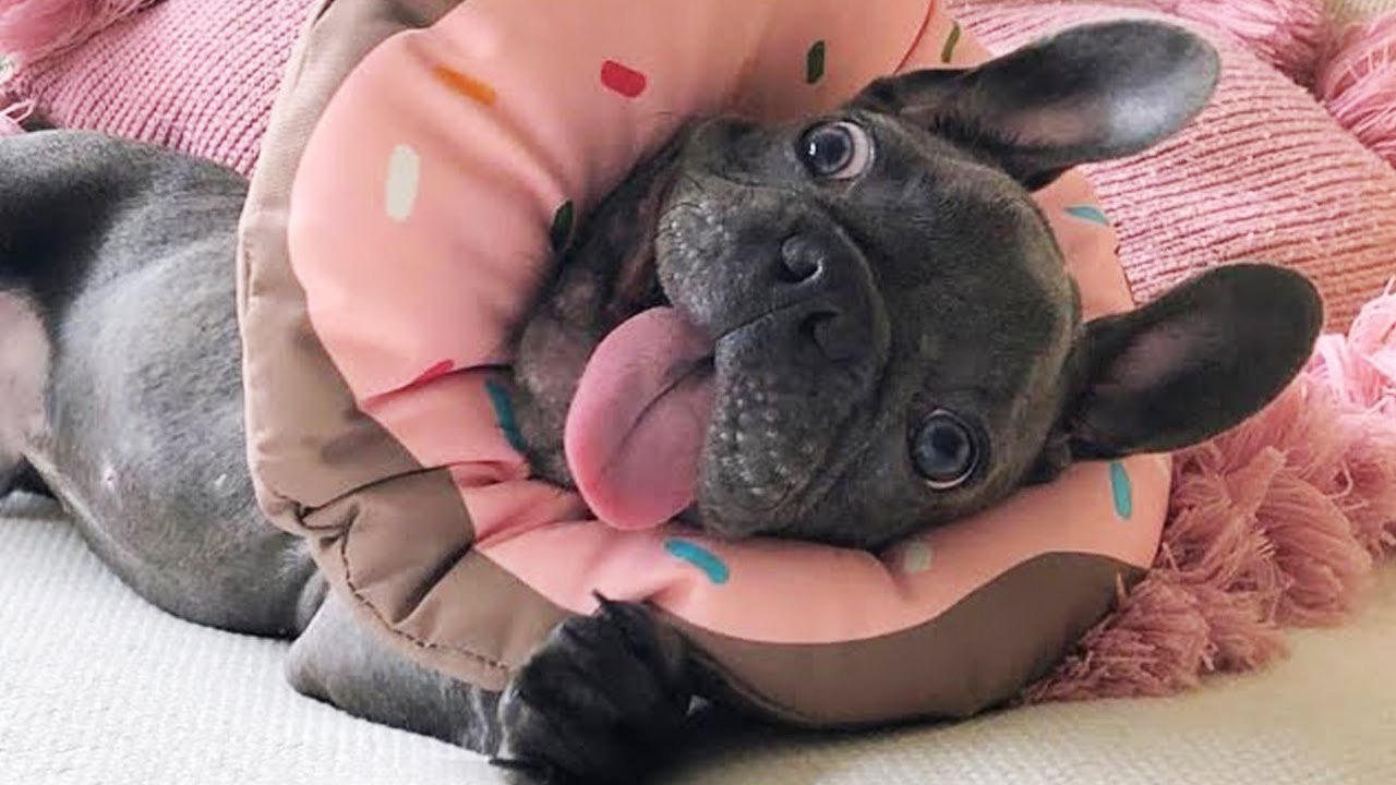 Hilarious French Bulldogs You Must See! ๐