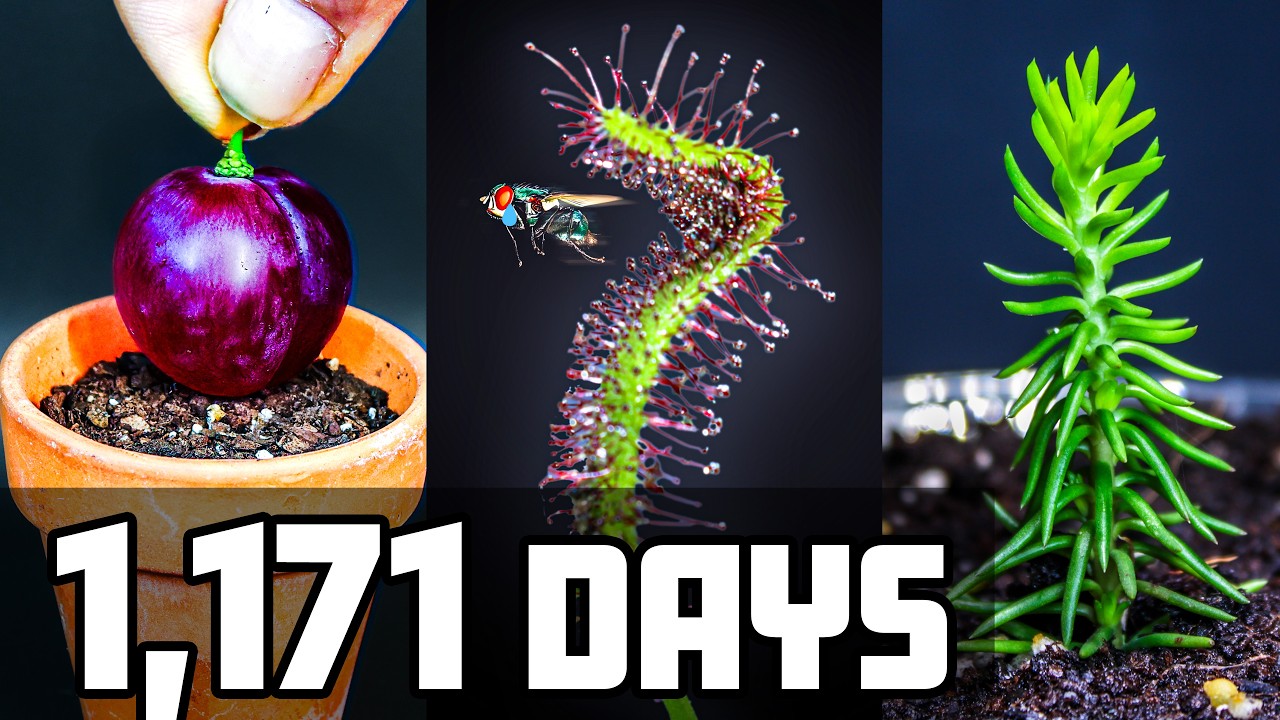 10 Plants Growing Over 1,171 Days 🌱 (Time-Lapse Compilation)
