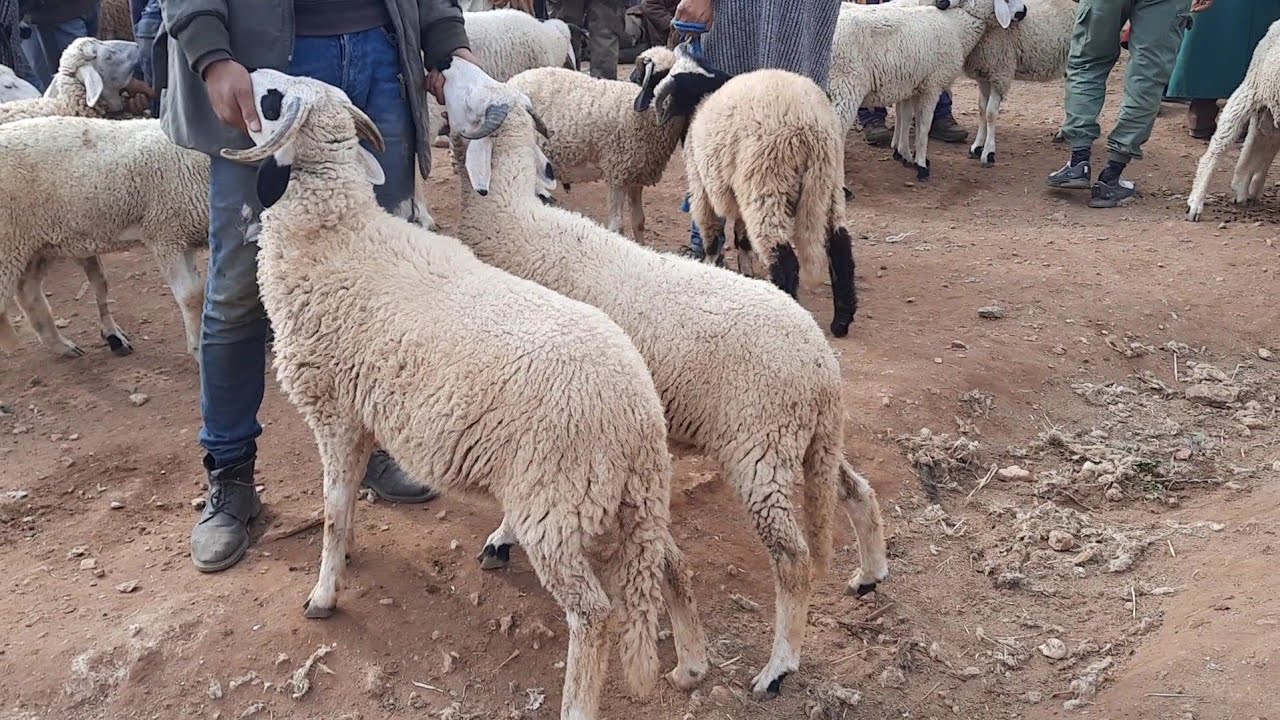 أسعار خروف العيد 2022: تعرف على أقل الأسعار وتفاصيل الشراء 🐑