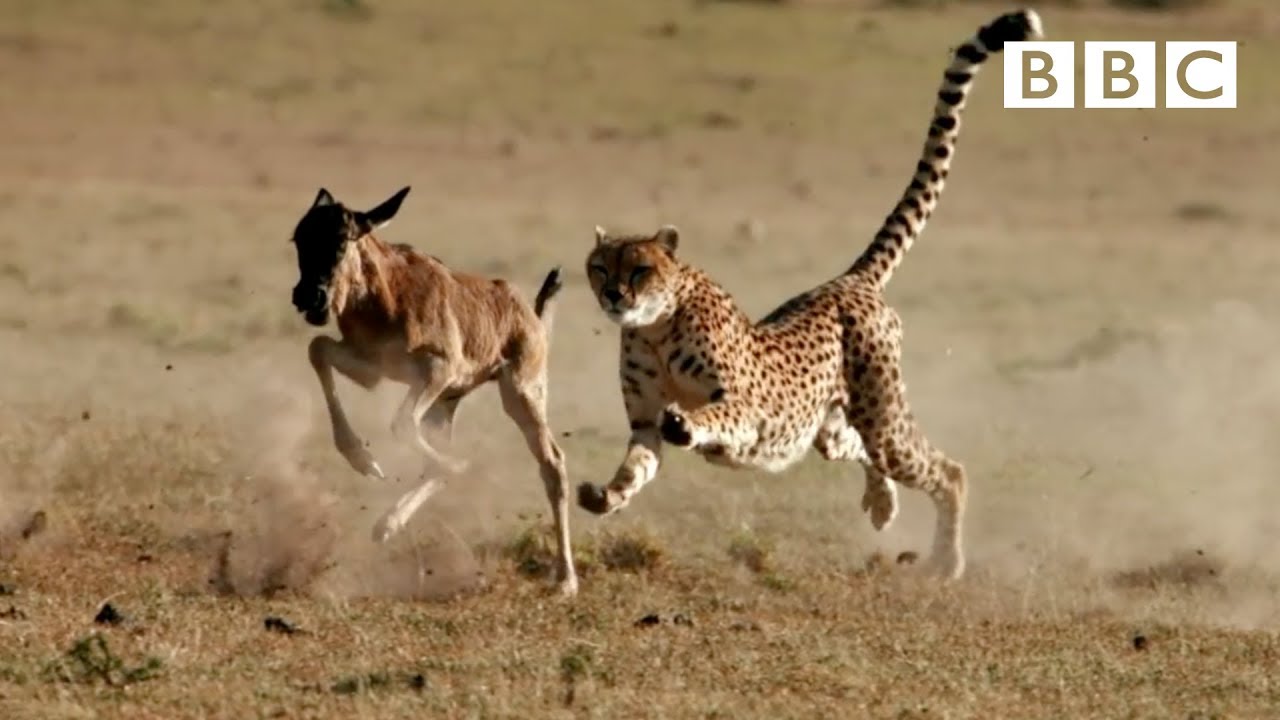 Cheetah Hunts Wildebeest | The Hunt - BBC