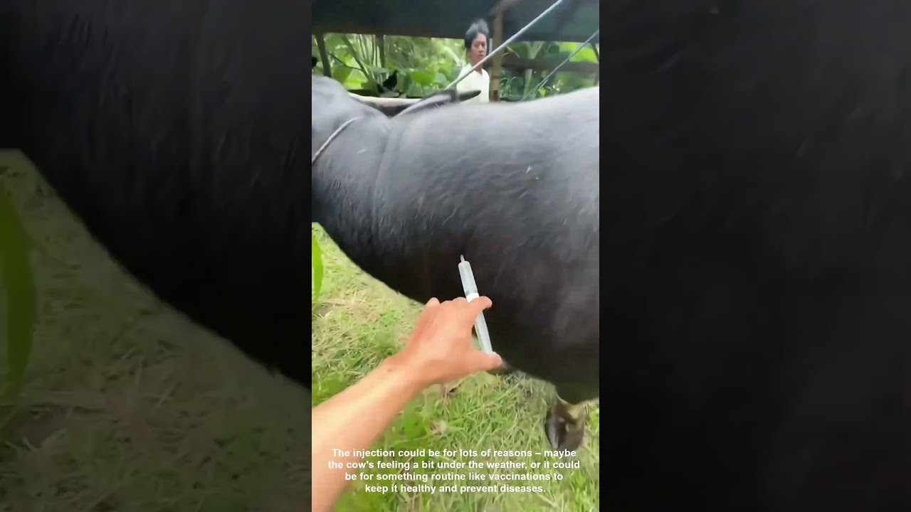 Vet Administers Cow Injection for Wellness 🐄