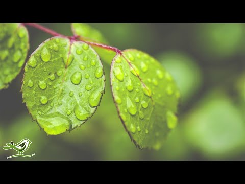 Peder B. Helland - Deep In The Forest