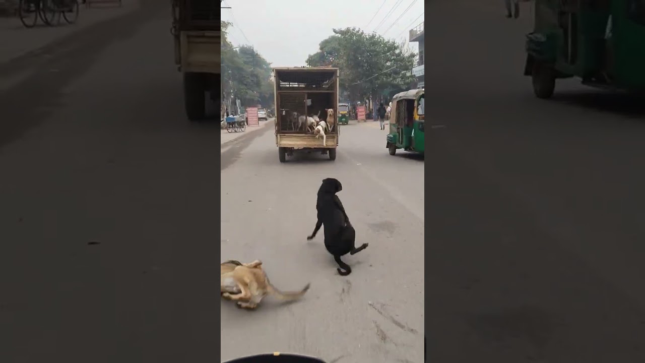 Hilarious Dog Moments You Can't Miss! 🐶 | Support & Subscribe for More