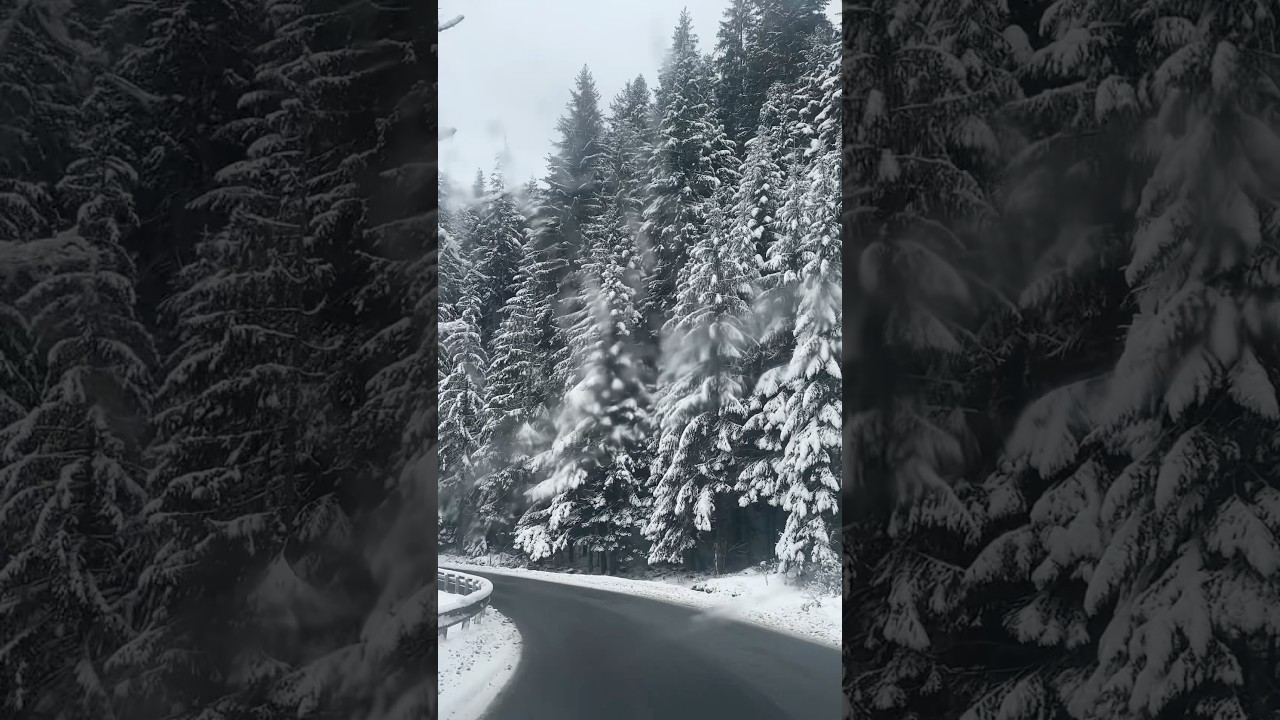 Зимова казка в Карпатах та Буковелі ❄️