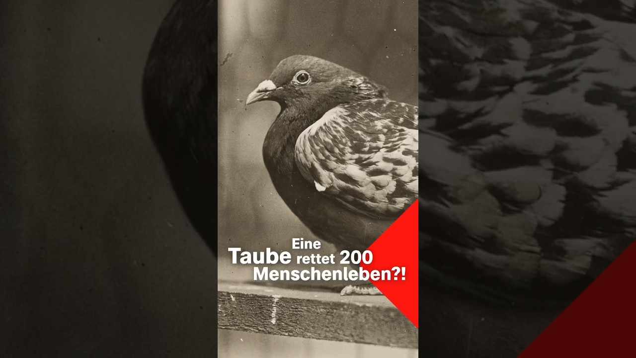 Taube Cher Ami rettet Soldaten im Ersten Weltkrieg 🕊️