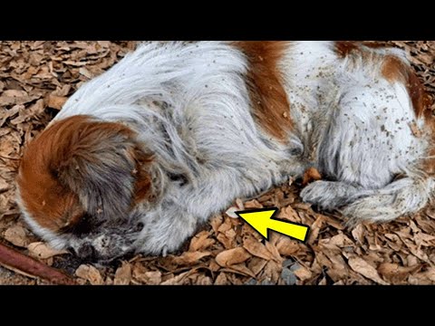 JetÊ d'une voiture, un chien pleurait au bord de la route, ignorÊ par les automobilistes.