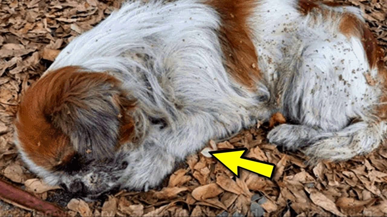 Horrible abandon : le triste destin d'Artie, le petit chien oublié sur la route 🐶