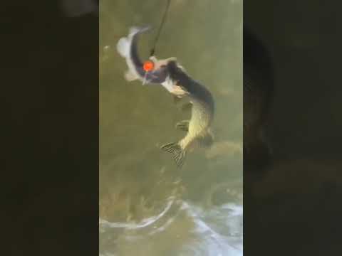 Вот как надо щуку ловить! 👍😂 голыми руками! #рыбалка #щука