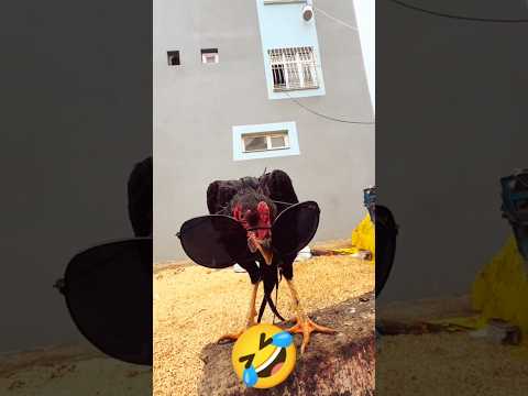 Best funny comedy clips to brighten your day instantly