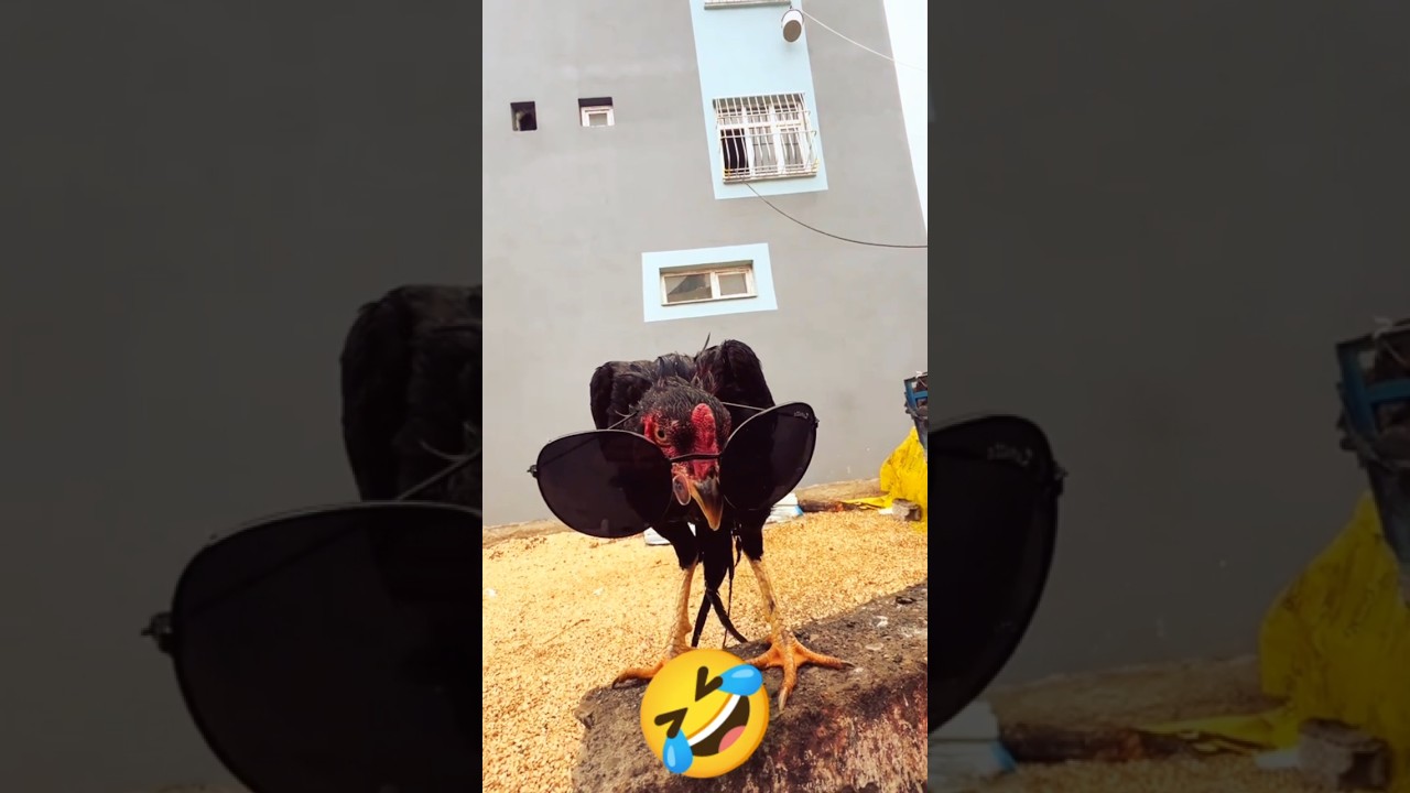 Top Funny Comedy Clips to Brighten Your Day 😂