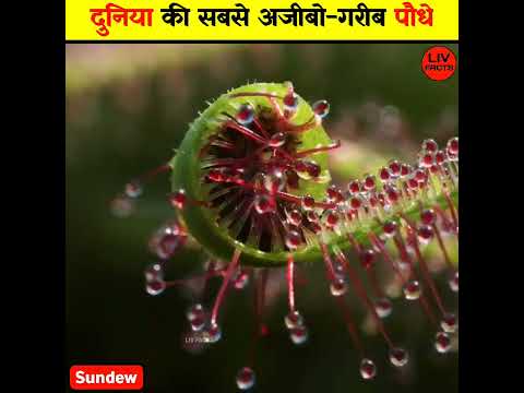 😱 दुनिया की 3 सबसे अजीबो - गरीब पौधे 🔥|| #shorts