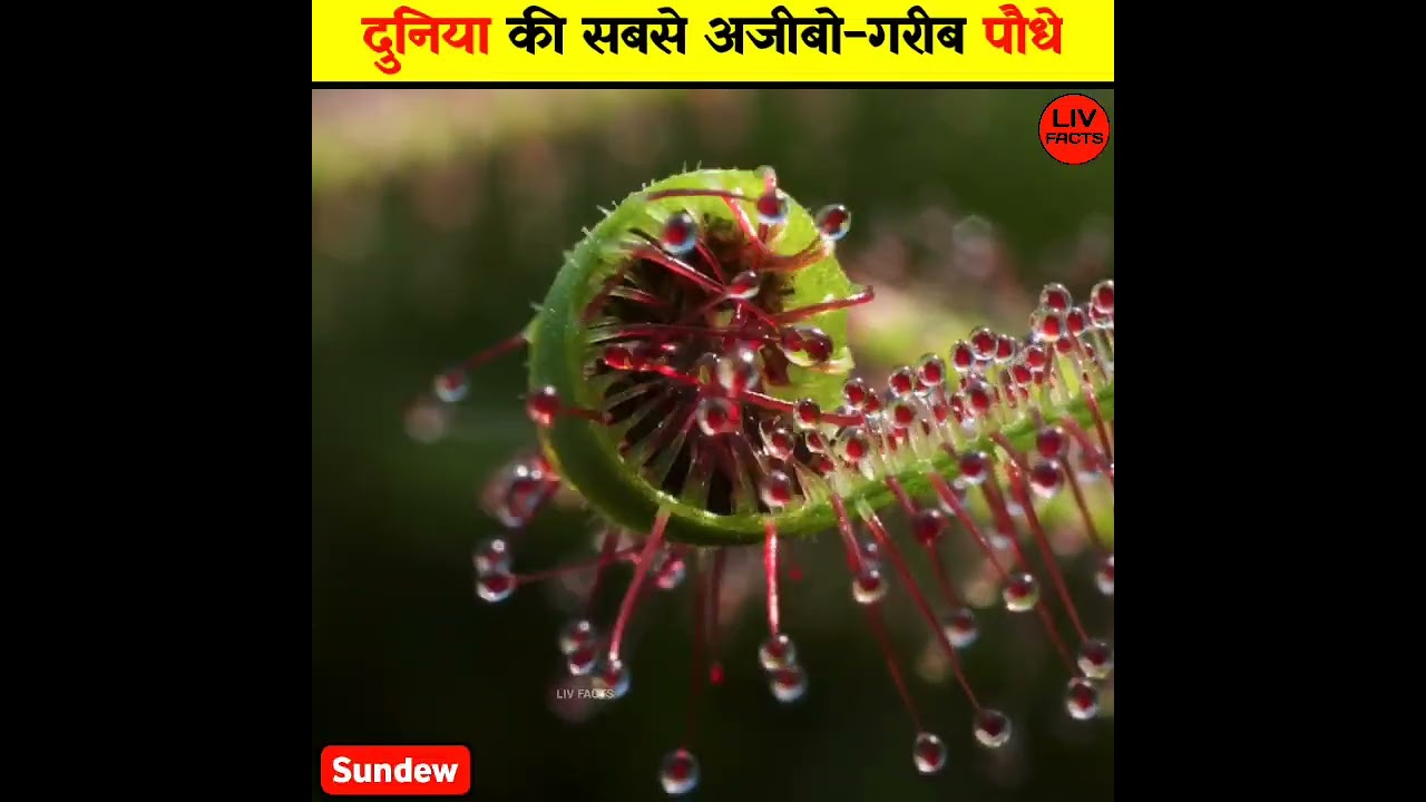 दुनिया के तीन सबसे अजीब और खतरनाक पौधे 🌱 | अजीबो-गरीब पौधों की हैरान कर देने वाली बातें