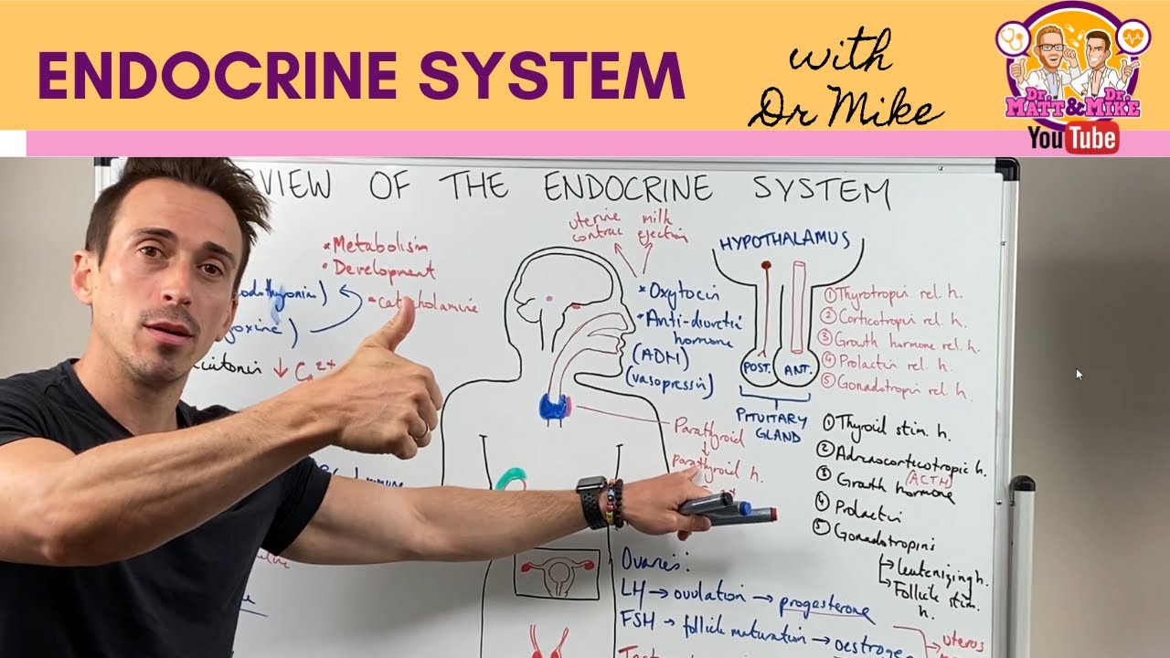 Endocrine System Overview: Key Hormones 🌟