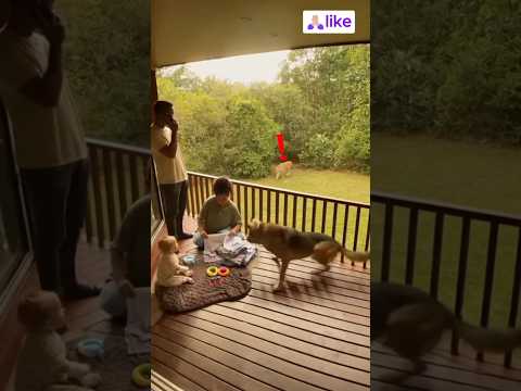 a love scene  #dog #baby #love #youtubeshorts