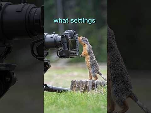 BEST settings for Wildlife Photography - Manual mode with auto ISO. #wildlifephotography