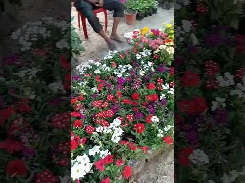 Aap Jo Mere meet Na Hote# yrf film# Geet #Lata Mangeshkar #Divya Bharati #1992 #yrf #shorts video .