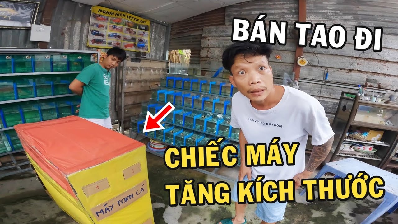 Ông chủ trại cá Betta mua Máy Thần Kỳ tăng kích thước
