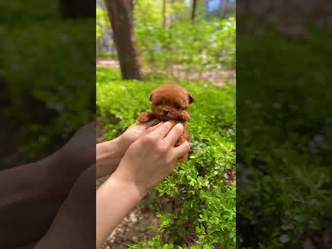 Teacup Poodle! This is real teacup poodle from Korea #poodlepuppies #puppy #teacupmaltipoo
