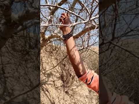 गूगल पेड़ से गोंद निकालने का प्रशिक्षण