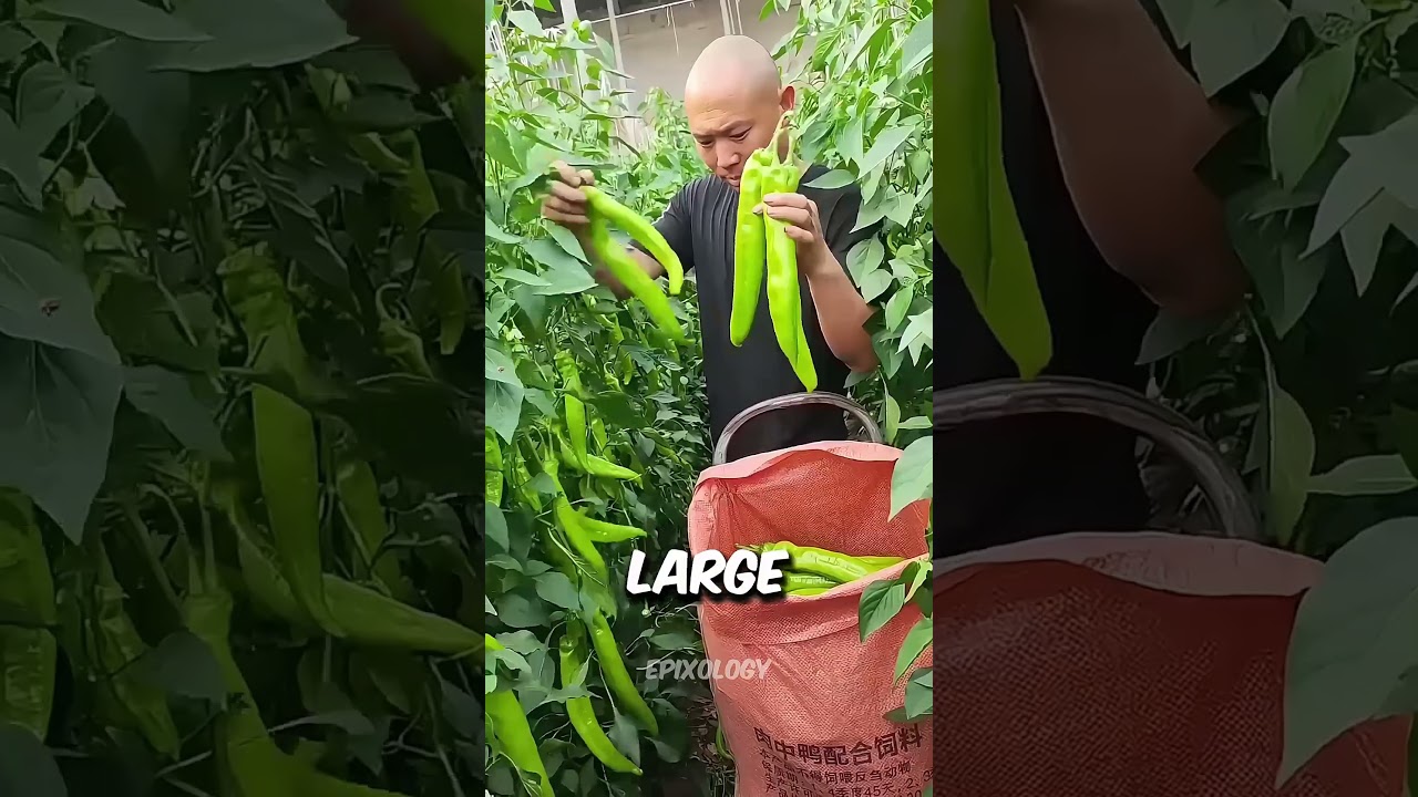 Innovative GM African Banana Grows Up to 9 Feet 🌱