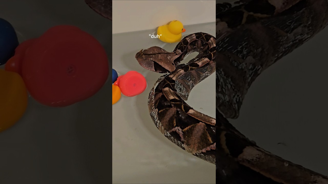 Shocked to Find a Giant Viper in My Bathtub! 🐍