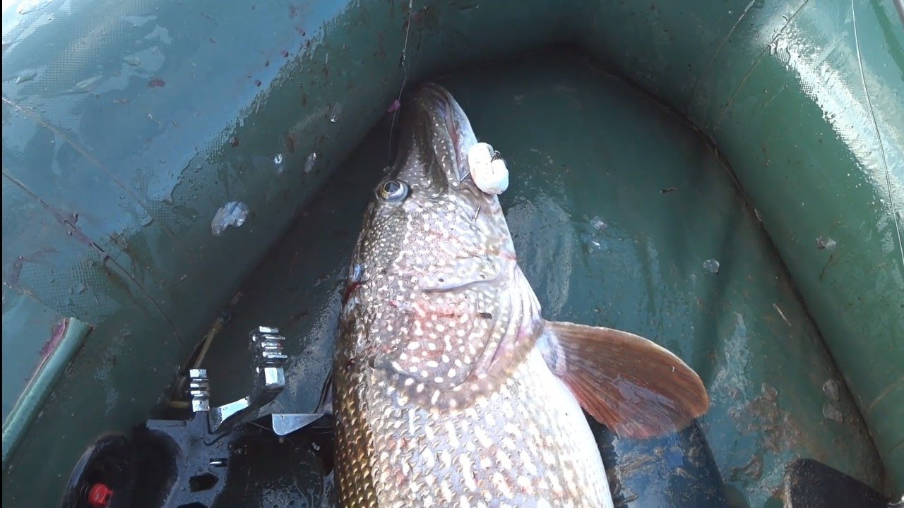 Самая большая щука в мире — Мамка Клара Захаровна 🐟