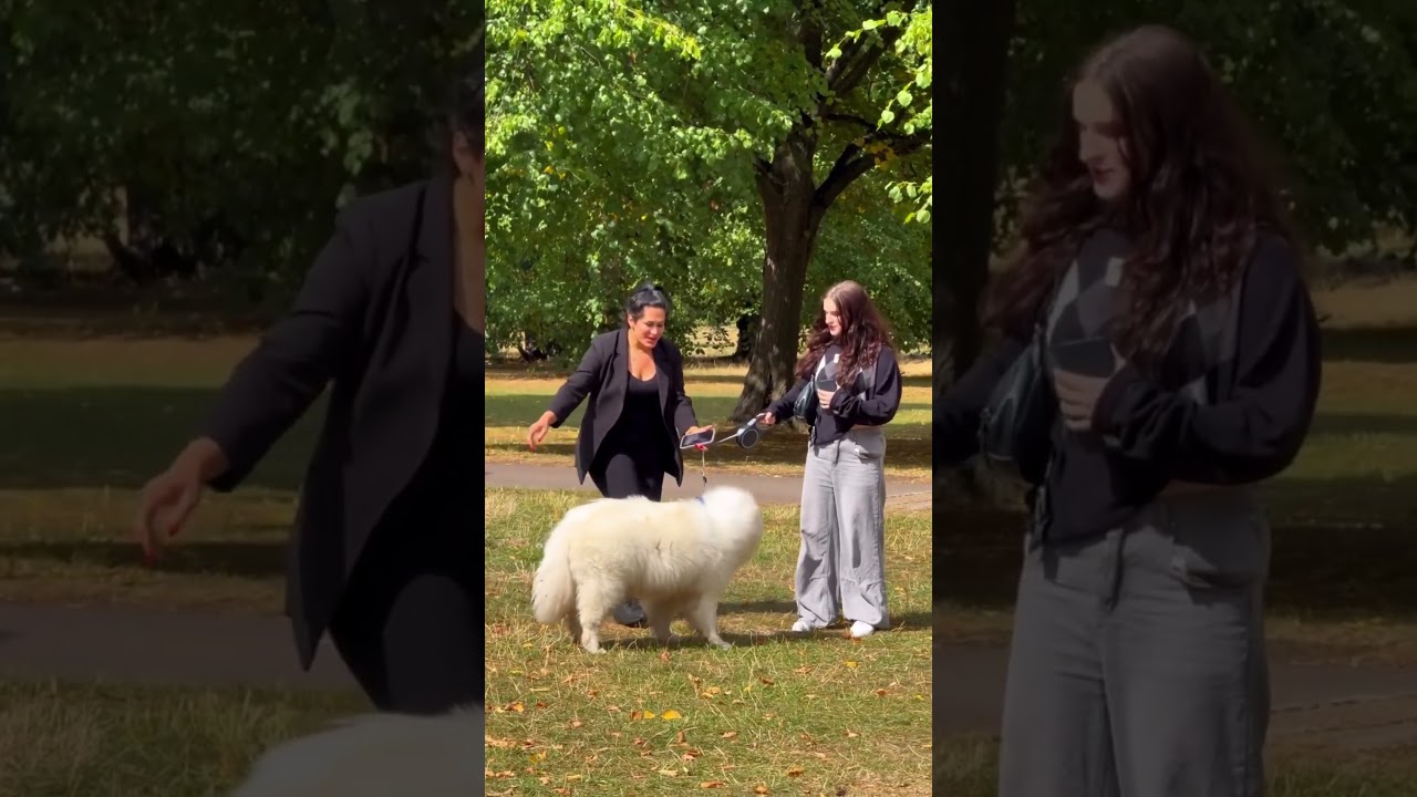 Girl Attempts to Steal Dog… Unexpected Twist! 🐶