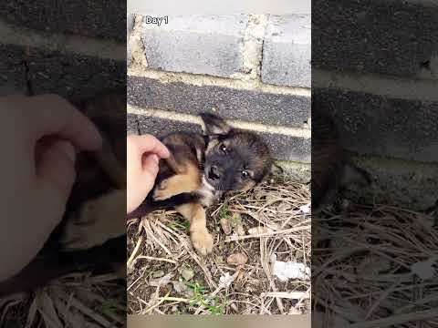 She strayed in the countryside uncared for, felt love's warmth for the first time when a girl came