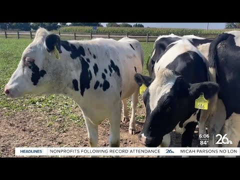 Wisconsin farm uses AI robots to revolutionize dairy industry