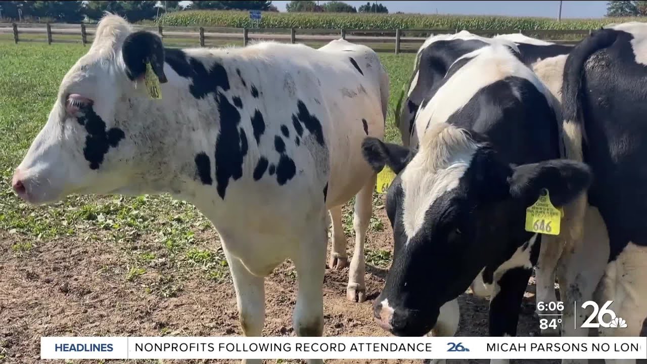 Wisconsin Farm Innovates Dairy with AI Robots 🤖