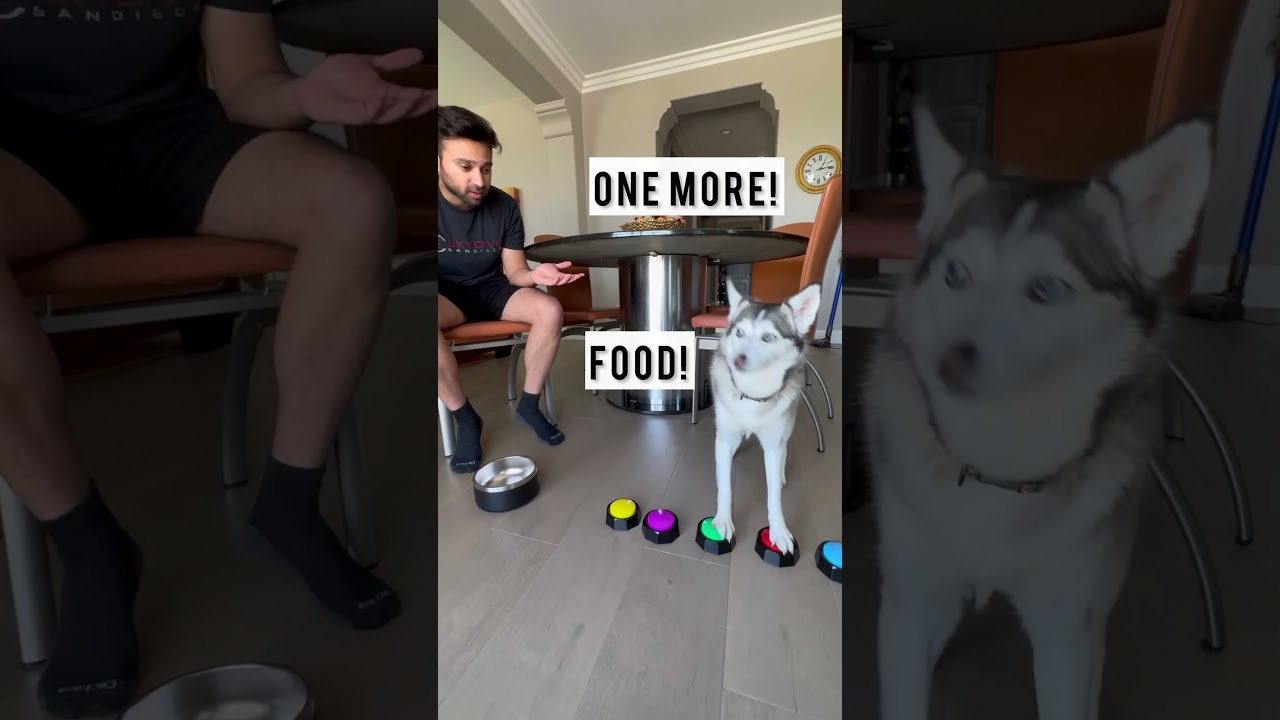 Sapphie the Pomsky Gets Hangry 😅