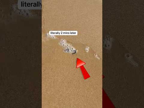 NEVER swim in Australian beaches🐍