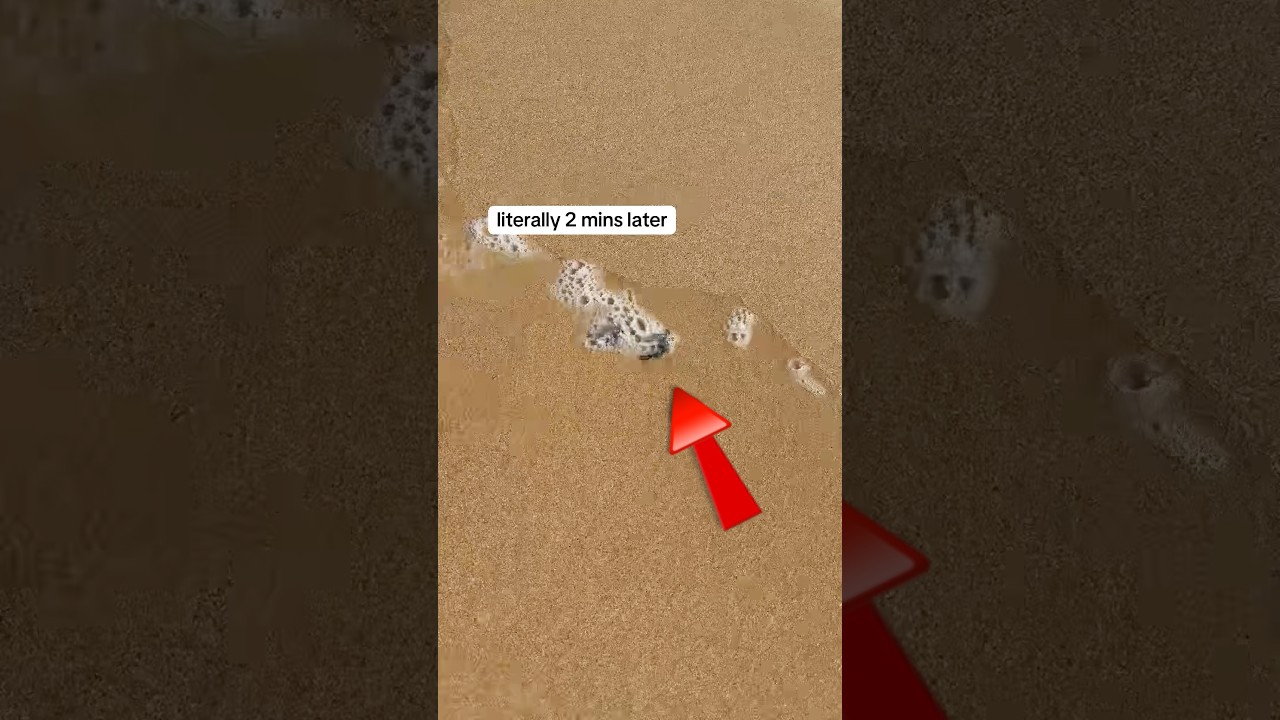 Warning: Avoid Swimming at Australian Beaches 🏖️ Due to Dangerous Wildlife