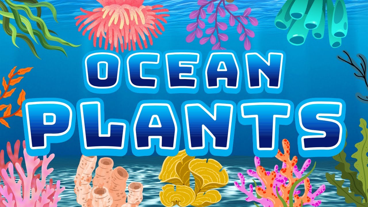 Ocean Plants Vocabulary for Kids 🌊