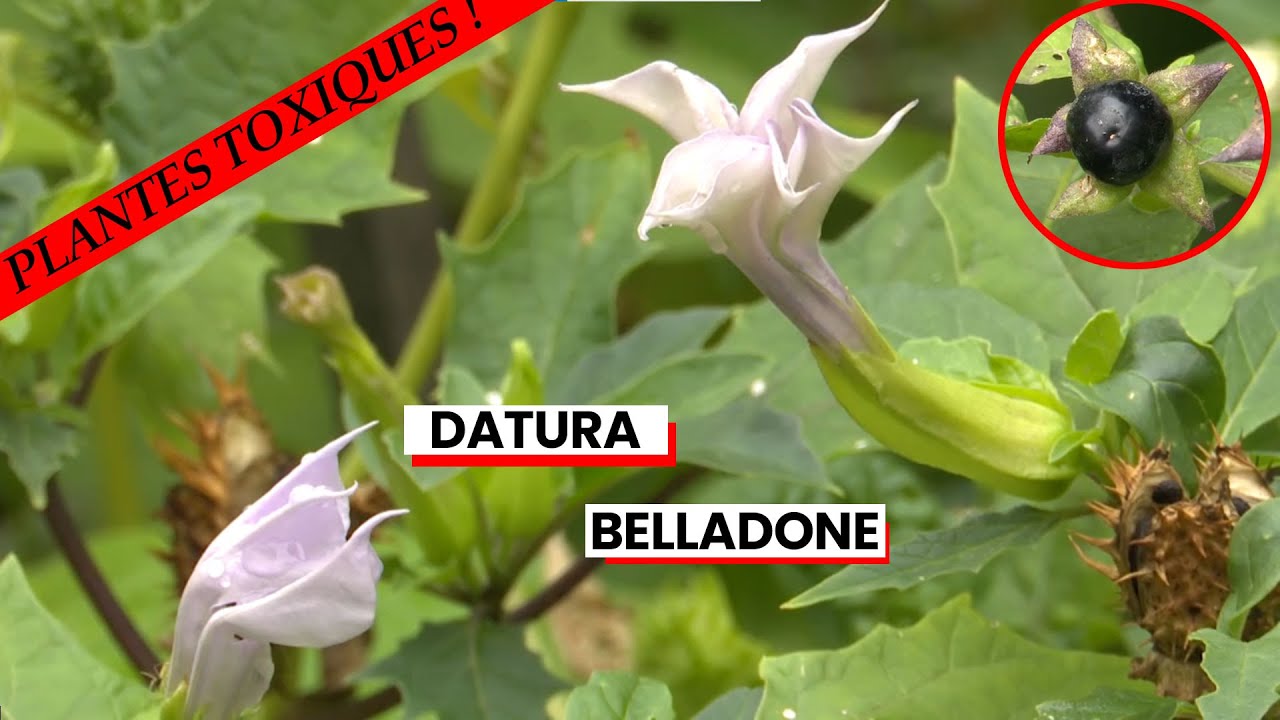 Datura et Belladone : deux plantes très toxiques dignes des sorcières