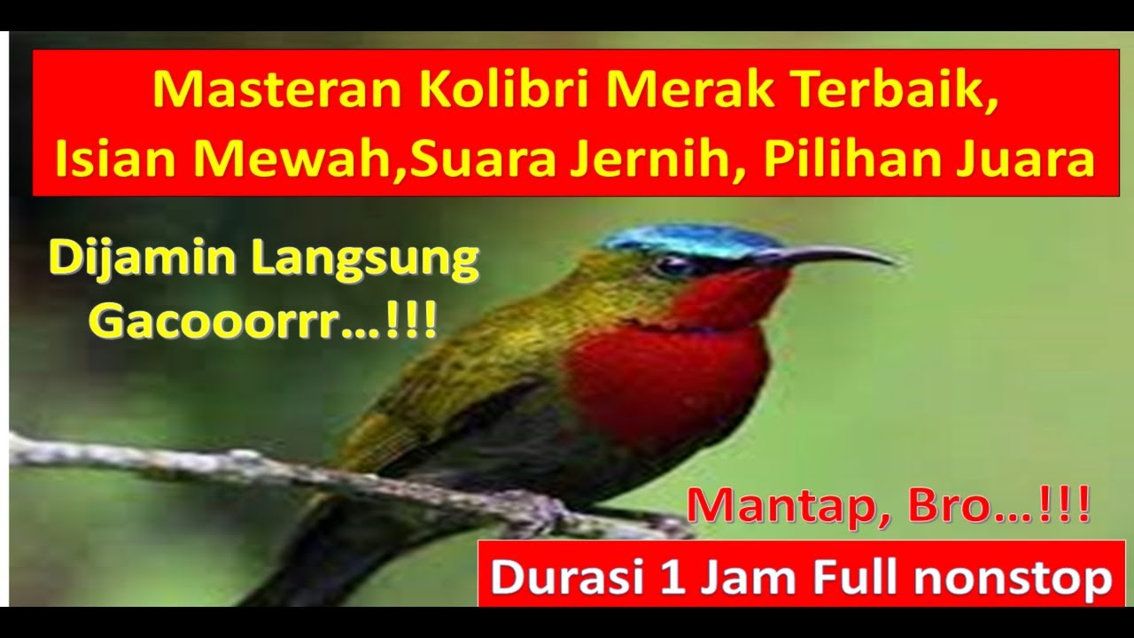 Masteran Burung Kolibri & Merak Gacor 1 Jam 🎶